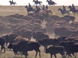 buffalo_roundup_sd tourism
