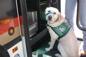 Guide dog